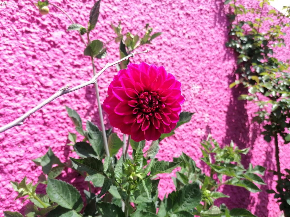 Westerland House Ribeira Brava Buitenkant foto